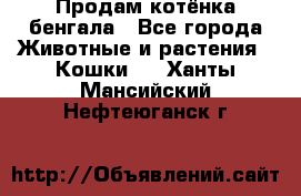 Продам котёнка бенгала - Все города Животные и растения » Кошки   . Ханты-Мансийский,Нефтеюганск г.